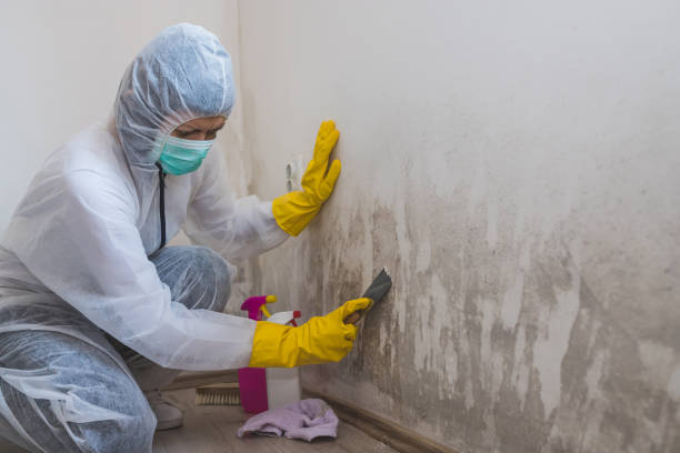 Professional Mold Removal in Janesville, MN