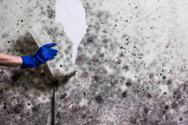 Best Office Mold Removal Services  in Janesville, MN